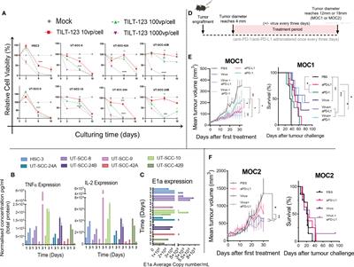 Adenovirus Encoding Tumor Necrosis Factor Alpha and Interleukin 2 Induces a Tertiary Lymphoid Structure Signature in Immune Checkpoint Inhibitor Refractory Head and Neck Cancer